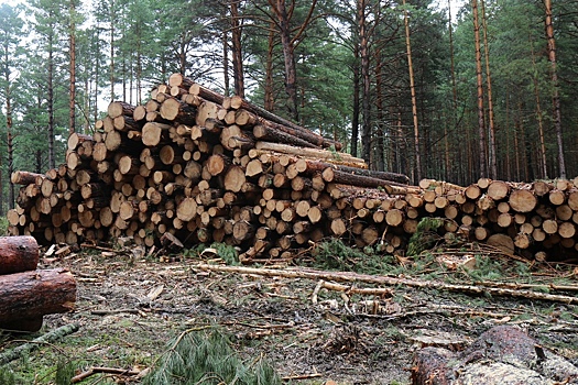 Бывшие силовики Верхнего Уфалея, не замечавшие «черных лесорубов», оштрафованы