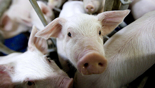 Тамбовские власти договорились с Русагро о развитии свиноводства в регионе