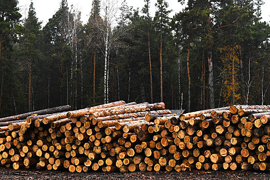 Экспортная пошлина на балансовую древесину может быть обнулена