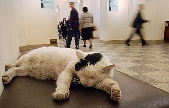 Жители Петербурга могут приютить музейных котов