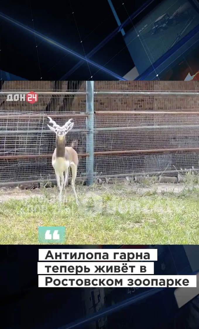 В Ростовском зоопарке поселилась краснокнижная антилопа