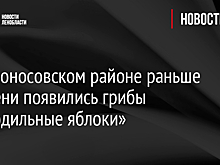 В Ломоносовском районе раньше времени появились грибы «молодильные яблоки»