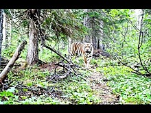 Самый северный амурский тигр в России попал на видео