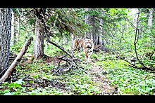 Самый северный амурский тигр в России попал на видео