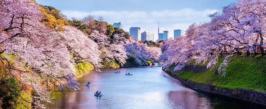 В Токио из-за изменения климата рекордно рано зацвела сакура