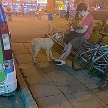 Хромой пёс ищет хозяев у метро «Октябрьское Поле»