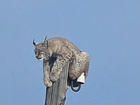 В поселке Могойтуй спасали рысь, забравшуюся на столб