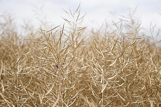 Беларусь поставляет 50% объема семян рапса для аграриев Московской области