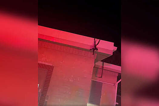 UPI: в США пожарные спасли обезьяну, которая отказывалась слезать с крыши дома