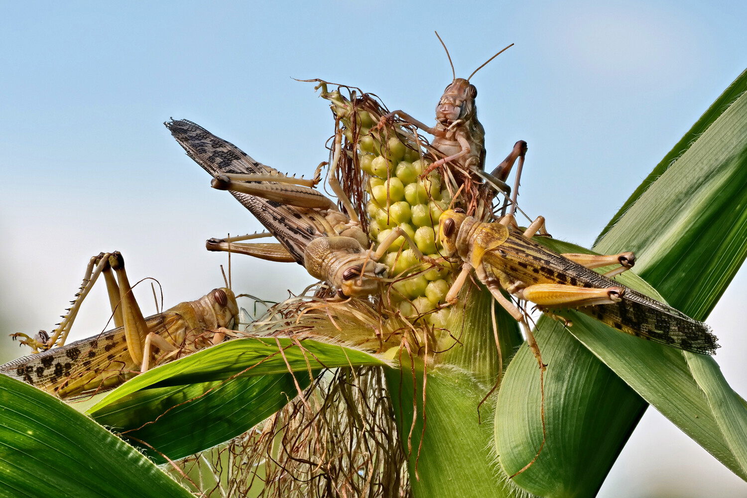 Известия: в России ожидается нашествие саранчи в 21 регионе