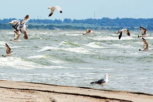 В российском регионе заметили необычайно большой поток мигрирующих птиц