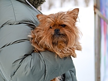 Кинолог назвал породы собак, для которых опасны морозы