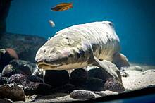 Самой старой аквариумной рыбой в мире назвали рогозуба Мафусаила