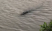 Огромный крокодил целиком проглотил акулу: видео
