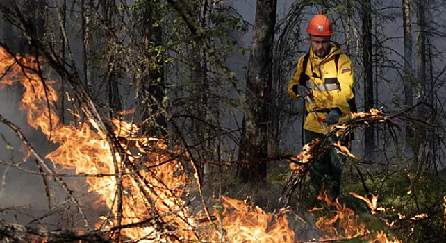 Сотрудников краевого Лесопожарного центра обучили правильно валить лес