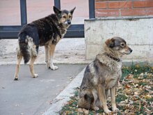 Сеулу угрожает нашествие 2 млн собак мясных пород