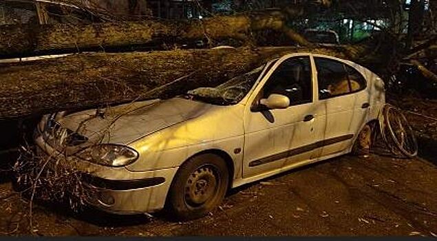 В Калининграде дерево упало на несколько припаркованных машин