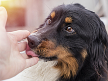 Зооволонтёрство с нуля: как даже маленькие поступки могут спасти жизнь