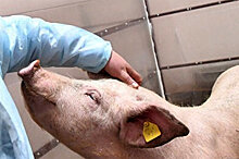 Прооперированная роботом свинка родила шесть здоровых поросят