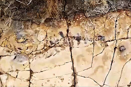 На побережье Азовского моря нашли останки кита возрастом 20 миллионов лет