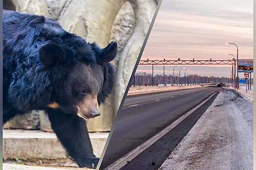 Опасный медведь-шатун бесследно пропал под Новосибирском