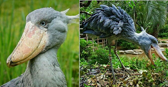 Фотограф выискивал его часами и не зря: неуловимая птица-ботинок Китоглав и его фотогеничность