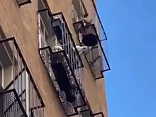 Нервный попугай устроил испытание прохожим: видео
