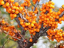 Какие продукты способны продлить молодость: объясняют диетологи