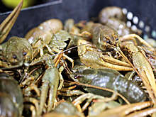 В Волгограде 5 лет колонии грозит курьеру за 4 кг пропавших раков