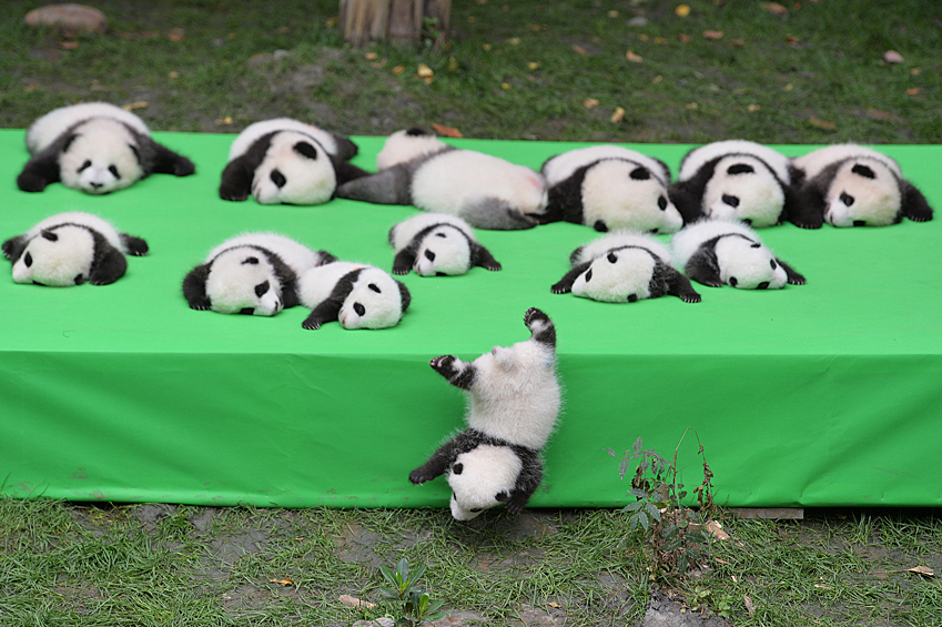 2016 год был крайне успешным для программы разведения больших панд в Чэнду. В заповеднике родились 23 маленькие панды. Милых малышей представили обществу 20 сентября — во время презентации на исследовательской базе Чэнду в китайской провинции Сычуань
