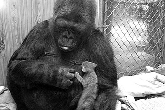 Прославленная на весь мир «говорящая» горилла умерла