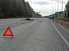 Стало известно, сколько ДТП с дикими животными произошло в Кировской области в мае