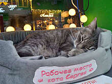 Для кота, "уволенного" из магазина под Калининградом, завели страницу в соцсетях