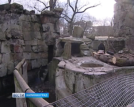 Калининградский зоопарк построит комплекс для животных Сибири и Дальнего Востока