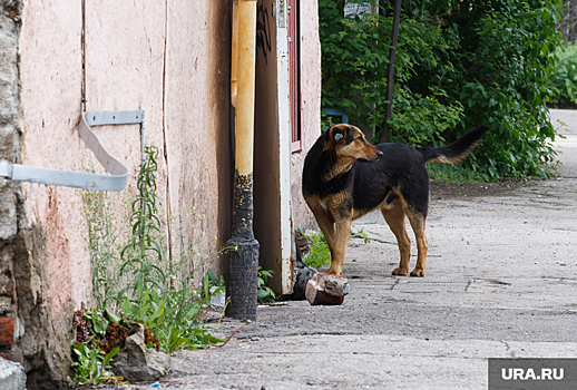 В Свердловской области возбудили дело из-за нападения собак на ребенка