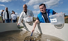 «Газпром нефть» выпустила в водоемы России еще тысячи мальков ценных рыб