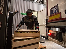 Уральский капкан для узбекского трипса