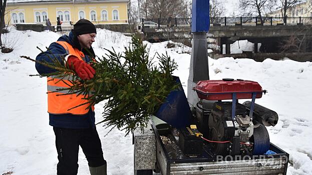 Более 600 елей сдали вологжане в переработку