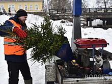 Более 600 елей сдали вологжане в переработку
