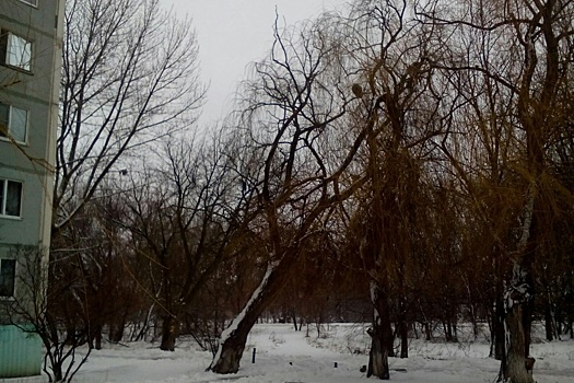 В Кировском районе Волгограда надломившаяся ветка больше полугода ждет своих жертв