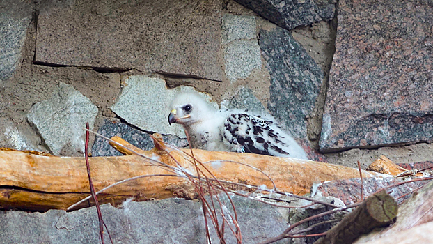 Острый глаз и мощные крылья: в Московском зоопарке родился птенец беркутов