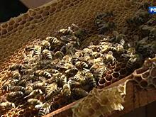 Погода подвела пчеловодов: выбираем правильный мед