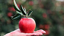Упругие и наливные: под Калининградом собрали рекордный урожай яблок