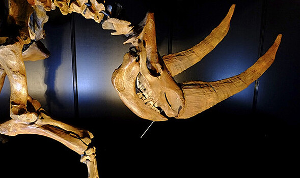 В Челябинской области обнаружили кости доисторического носорога и зуб мамонта
