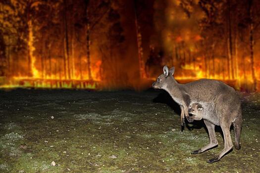 Ученые: частые пожары поставили под угрозу экосистему Австралии: Новости ➕1, 29.11.2021