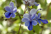 Голубые мотыльки на подоконнике: как вырастить такой чудо-цветок
