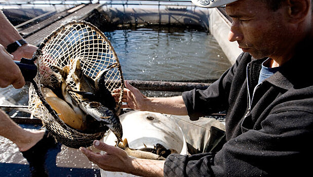 «Русская аквакультура» доразместит на бирже акции на 3,2 млрд рублей