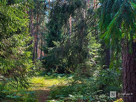 Лес в Нижегородской области восстановлен на более чем 83 тысячах га