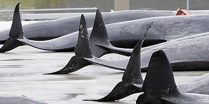 Убийство дельфинов на Фарерских островах: что стоит за жестокой традицией?