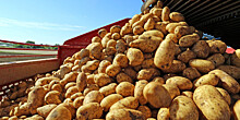 Рекордный урожай картофеля собрали фермеры Ставрополья